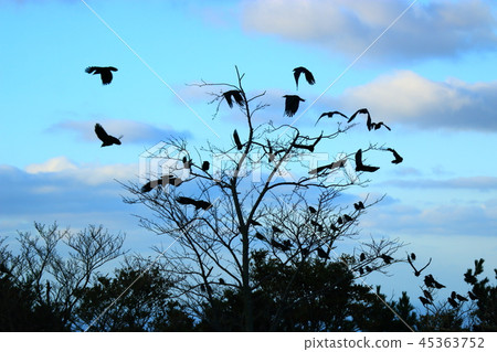 Crow, tree, rural, countryside, Crow, tree, rural, countryside, 45363752