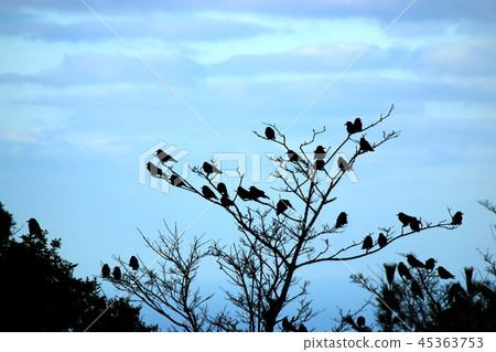 Crow, tree, rural, countryside, Crow, tree, rural, countryside, 45363753