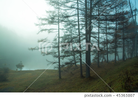 Autumn leaves in the fog Autumn leaves in the fog 45363807