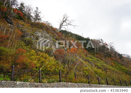 我們去秋葉的八幡平 45363940