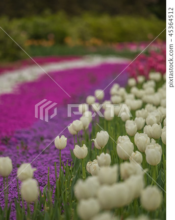 Tulips and Shizakura of Hanago OKADA Tulips and Shizakura of Hanago OKADA 45364512