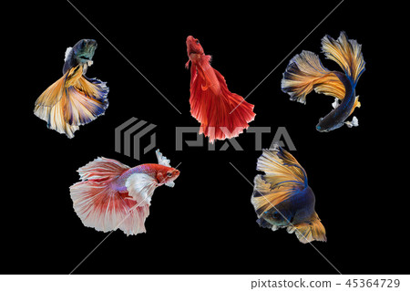 Beautiful movements of the Siamese fighting fish. Beautiful movements of the Siamese fighting fish. 45364729