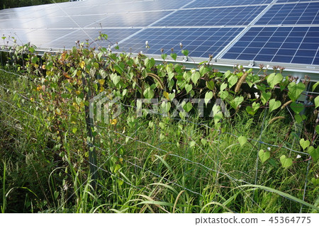 太陽能發電廠雜草 太陽能發電廠雜草 45364775