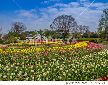 Tulip field in full bloom 45365121