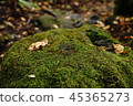 Moss 45365273
