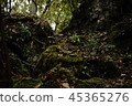 Nature  45365276