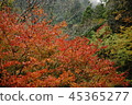 Autumn leaves 45365277