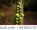 Tree 1 45365278