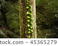 Tree 2 45365279