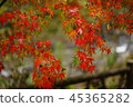 Autumn leaves 2 45365282