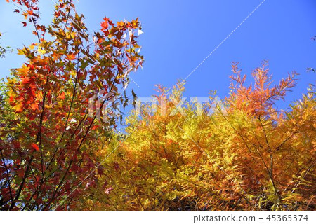 Wuling Farm 45365374