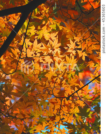 Autumn leaves image Autumn leaves image 45365603