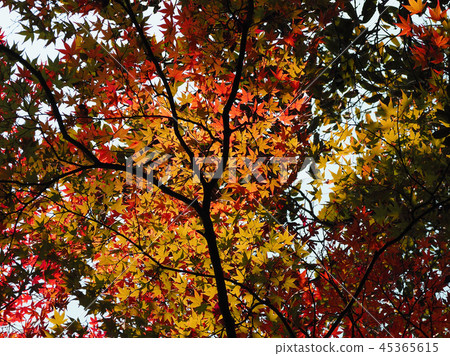 秋葉圖像 秋葉圖像 45365615