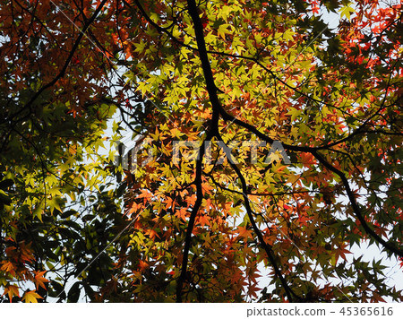 秋葉圖像 45365616