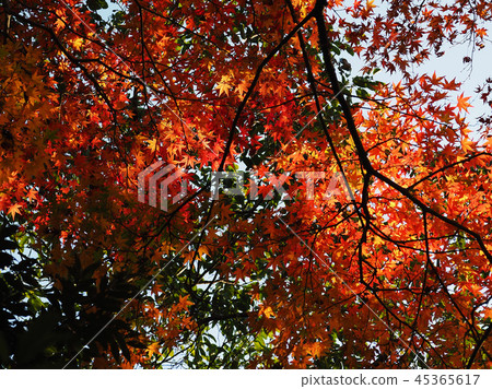 秋葉圖像 45365617