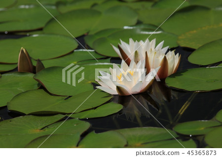 志賀高原Hinjiguchi的Hizzikusa 45365873