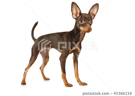 Lovely puppy the Toy Terrier dog Lovely puppy the Toy Terrier dog 45366158