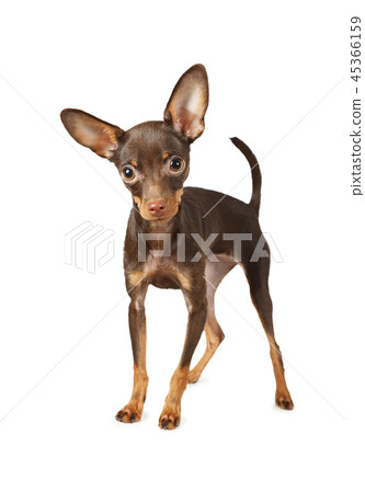 Puppy the Toy Terrier dog over white Puppy the Toy Terrier dog over white 45366159