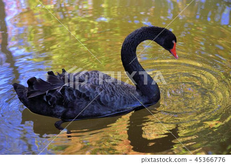 Wuling Farm Black Swan Wuling Farm Black Swan 45366776