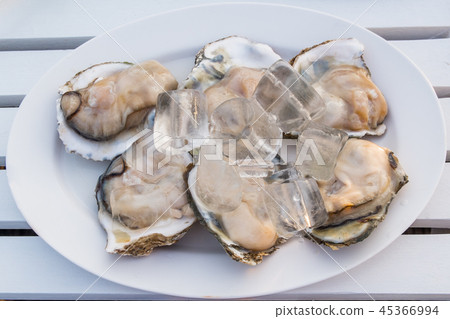Big oysters clean and fresh in white table on whit Big oysters clean and fresh in white table on whit 45366994