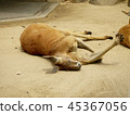 Kangaroo relaxing Kangaroo relaxing 45367056