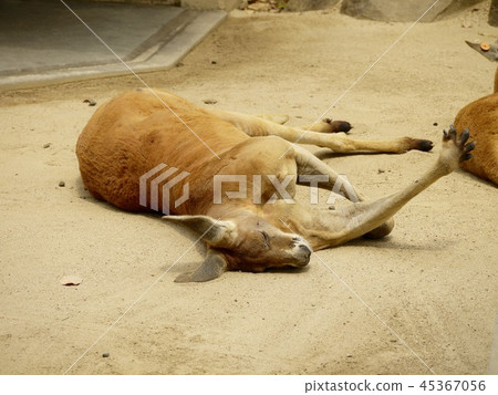 Kangaroo relaxing Kangaroo relaxing 45367056
