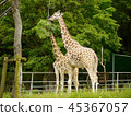 Giraffe to eat grass Giraffe to eat grass 45367057