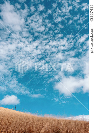 潘帕斯草和天空 45367455
