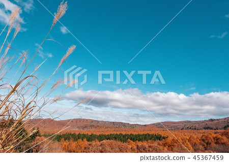 Blue sky and autumn leaves Blue sky and autumn leaves 45367459