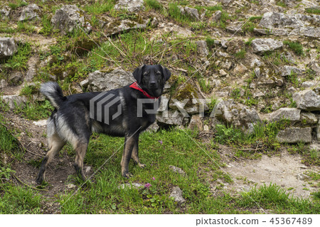 A black little dog is standing on the green grass . A black little dog is standing on the green grass . 45367489