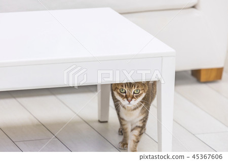Cat staring from under the desk 45367606