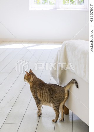 A cat staring at you 45367607