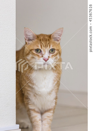 Cat staring at the wall 45367616