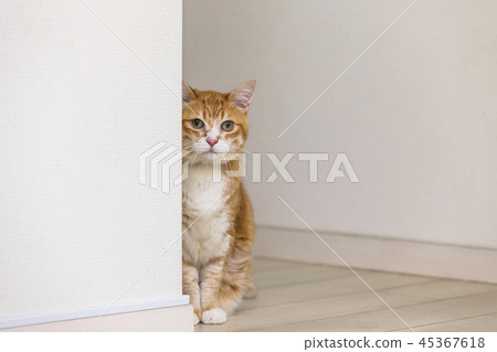 Cat staring at the wall 45367618