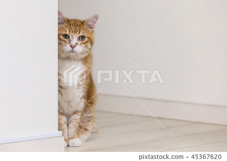 Cat staring at the wall Cat staring at the wall 45367620