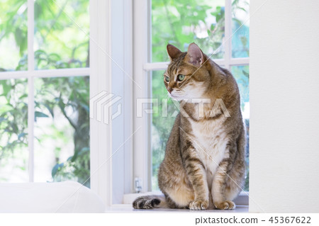 Cat sitting and staring at the windows Cat sitting and staring at the windows 45367622