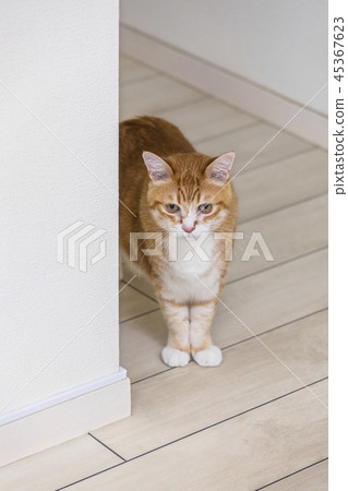 Cat staring at the wall Cat staring at the wall 45367623