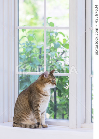 Cat sitting on the windowsill Cat sitting on the windowsill 45367634