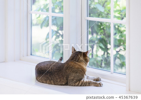 Cat lying on the window and looking out 45367639