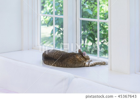 貓睡在窗台上 45367643