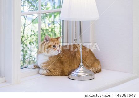 回顧窗口邊的貓 45367648