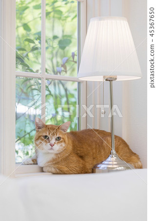 貓在窗口轉過身來 45367650