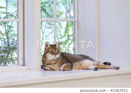 Cat lying on the windowsill 45367652