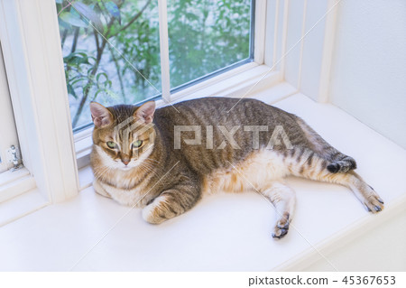 Cat lying on the windowsill 45367653