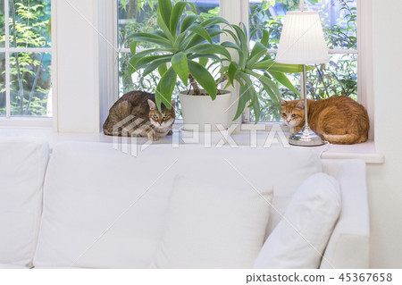 凝視窗口的兩隻貓 45367658