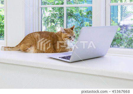 Cat staring at laptop with windows Cat staring at laptop with windows 45367668