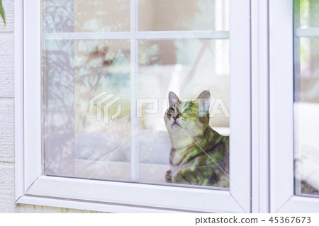 A cat looking up at the window 45367673