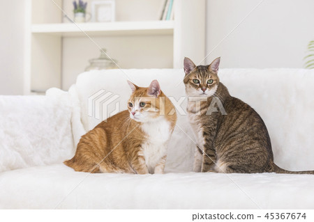 放鬆在長沙發的兩隻貓 45367674