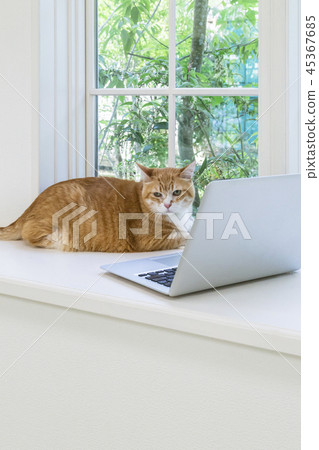 貓在窗口轉過身來 45367685