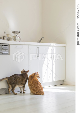 兩隻貓在廚房旁邊 45367689